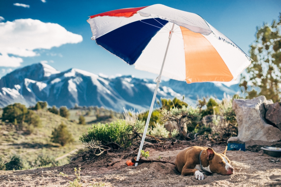 dogvacances